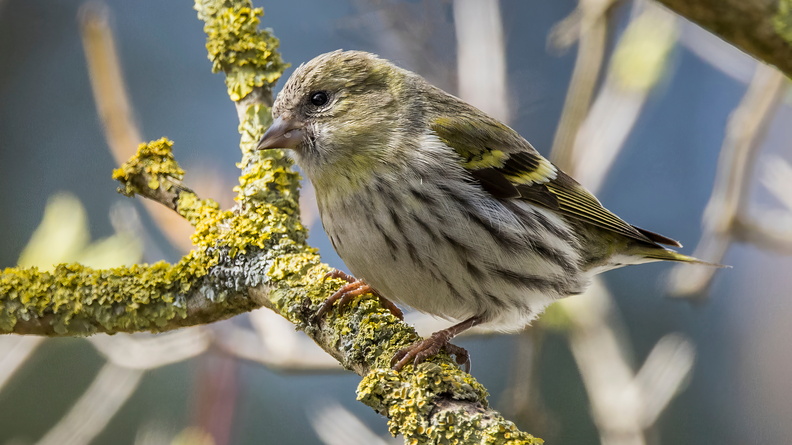 Eurasian Siskin (Spinus spinus) female, Rutkowskie, Poland